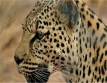 Leopard upclose