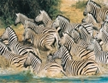 Masai Mara Reserve - Zebra