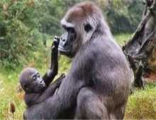 Gorilla and the young