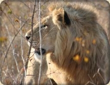 Lion in the Kruger Park