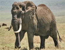 Serengeti national Park - Elephant