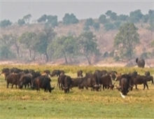 Buffalo in the Chobe National Park