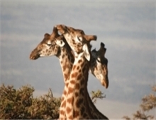 Giraffes in the Masai Mara Reserve