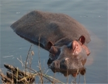 Lake Nakuru National Park - Hippo