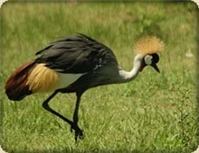 Birds in the Kruger Park