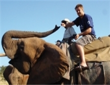 elephant encounter in zimbabwe