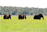 Chobe National Park, elephants