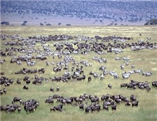 Serengeti National Park- Buffalo