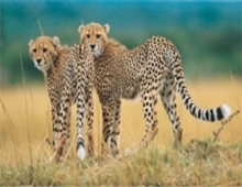 Serengeti National Park wildlife