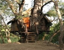 Marcs treehouse